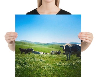 Cows in a Field at Point Reyes Farmstead Cheese Company, Marin County Photograph by Christie Olstad