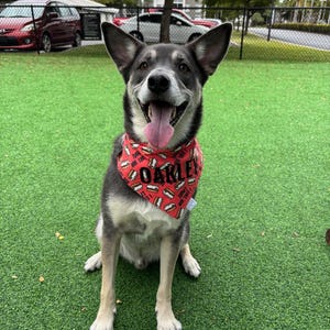 Smores Bandana