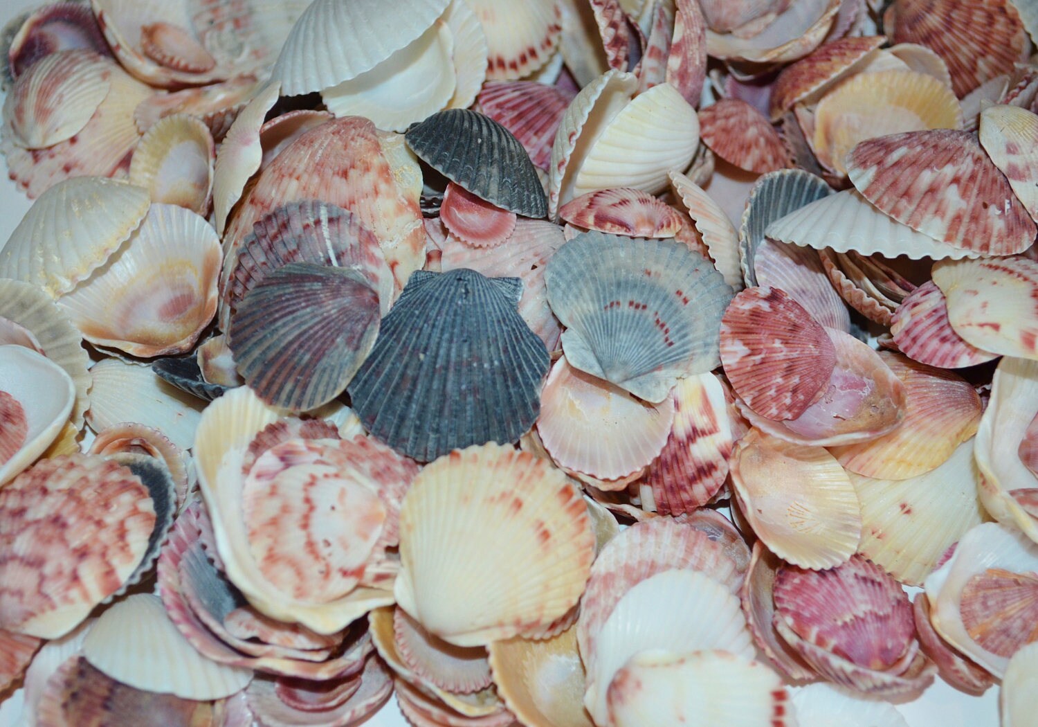 Scallop Shells, Colorful Scallops, Shells from Sanibel Island FL
