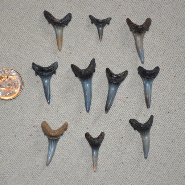 Sharks Teeth, 10 Sharks Teeth, Sharks Teeth for Crafting, Sharks Teeth for Jewelry