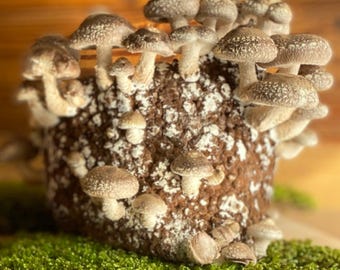 Shiitake Mushroom Grow Kit