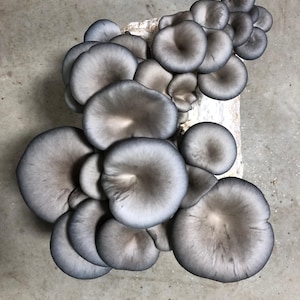 Blue Oyster Mushroom Grow Kit