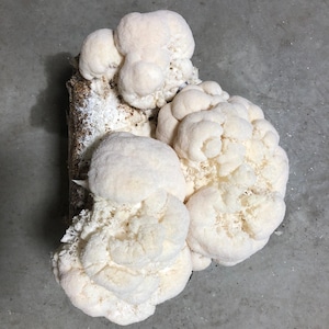 Organic Lion&#39;s Mane Mushroom Grow Kit