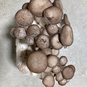 Black Pearl Oyster Mushroom Grow Kit