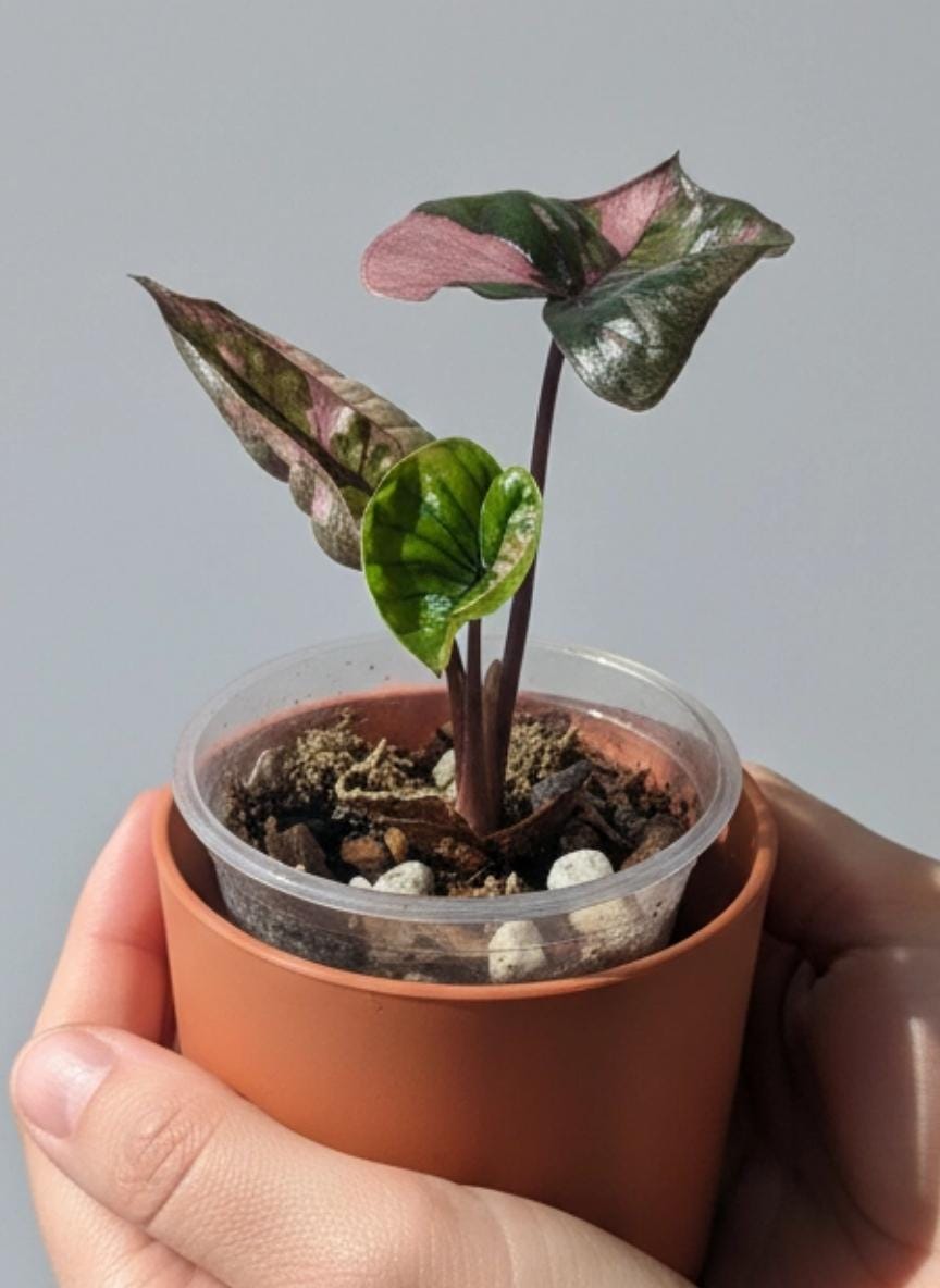 Alocasia serendipity variegated - Etsy 日本