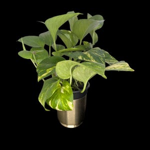 May include: A potted pothos plant with vibrant green and yellow variegated leaves. The plant is in a gold-colored metal pot against a black background. The leaves are large and heart-shaped, with a mix of green and yellow patterns.