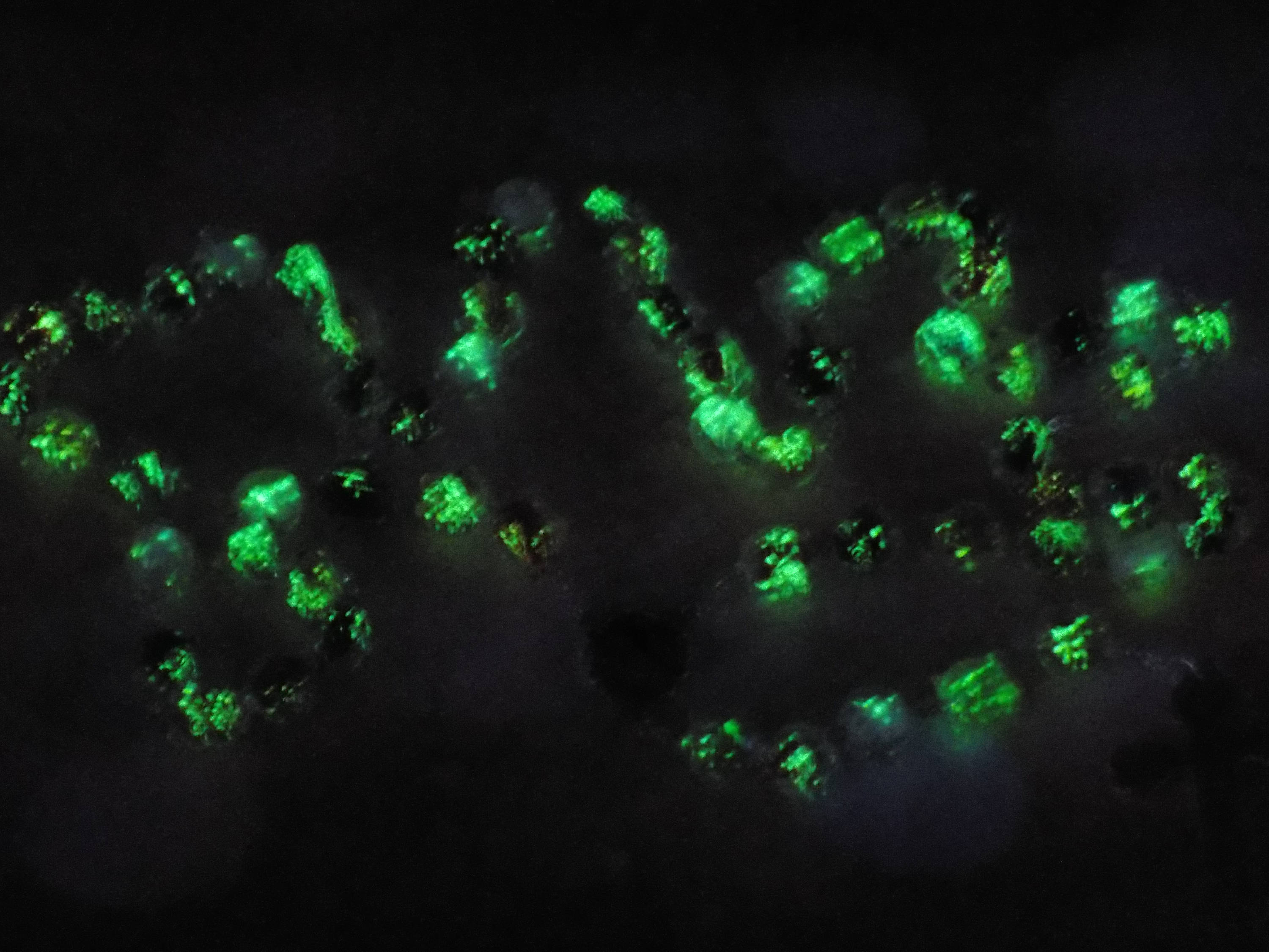 Image result for Phosphors radiate visible light after being energized. This means you have to expose the items to light for a while before they will glow in the dark. Phosphors then slowly release their stored energy over time. As they release the energy, they emit small amounts of light, which we see as an object glowing.
