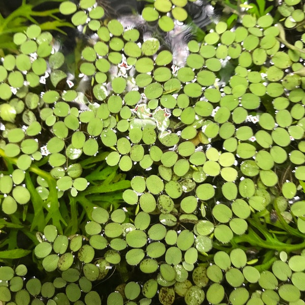 Salvinia | Floating Aquarium Plant | Ultra-Fast Growing |  Perfect for Low-Tech Nano Tanks!