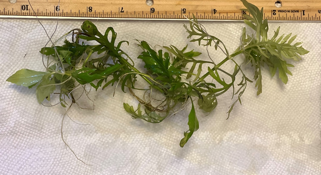 Water Wisteria Aquarium Plant Fast Growing Already Rooted Aquatic Plant for Fish Tank Emersed