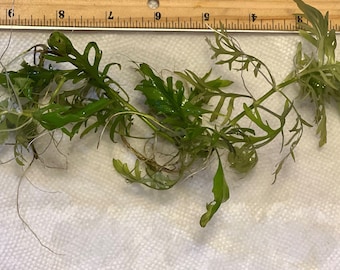 Water Wisteria | Aquarium Plant | Fast Growing | Already Rooted | Aquatic plant for fish tank | Emersed & Submersed | Hygrophila difformis