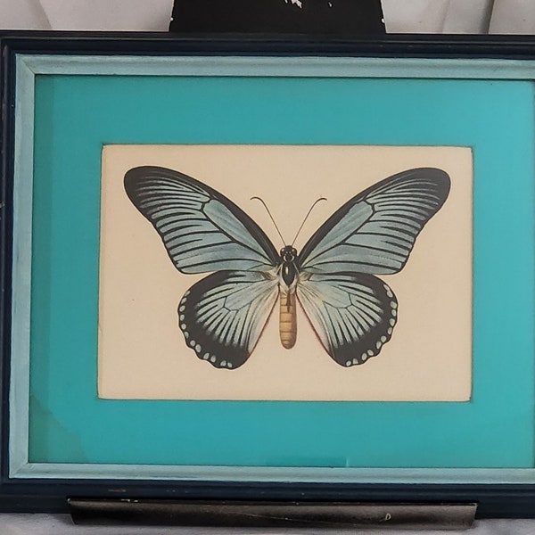 Papilio Zalmoxis Giant African Swallowtail female butterfly framed print litho print from 1950s