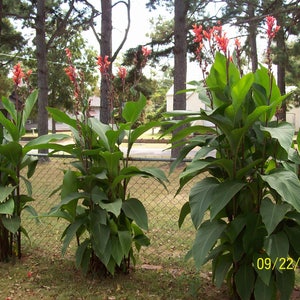 PLANT NOW  6 Canna Lily Tall  Red / Peach Flower Bulb Root cuttings Grow 6  12 &#39; Root Easy Hardy Garden Yard Hummingbirds Lov Ladies Kids