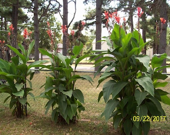 PLANT NOW  6 Canna Lily Tall  Red / Peach Flower Bulb Root cuttings Grow 6  12 ' Root Easy Hardy Garden Yard Hummingbirds Lov Ladies Kids