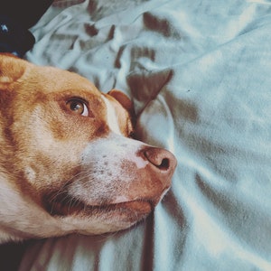 Op de afbeelding: Een close-up van het gezicht van een bruine en witte hond. De hond ligt op een lichtblauwe deken en kijkt naar rechts.