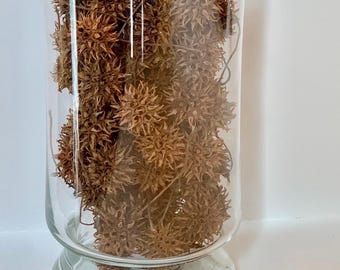 Sweet Gum Balls/One Bag of 40
