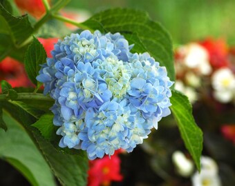 Hydrangea Photo Notecards, All Occasion Stationery, Set of 6
