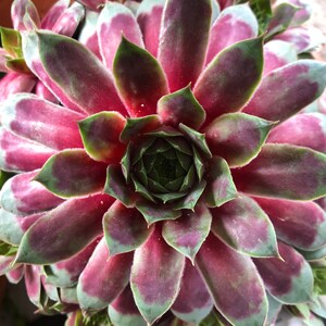 May include: A close-up of a succulent plant with green and pink leaves arranged in a spiral pattern.