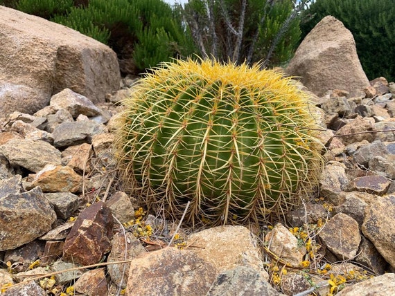 Las Vegas Desert Cactus Photograph DIGITAL DOWNLOAD 