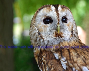 Beautiful Tawny Owl