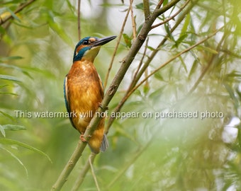 Kingfisher amongst the willows