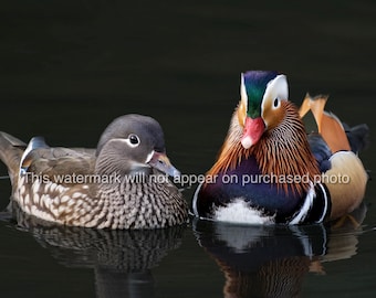 Pair of Beautiful Mandarin Ducks