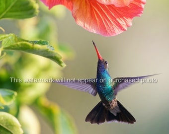 Broad billed hummingbird, Mexico
