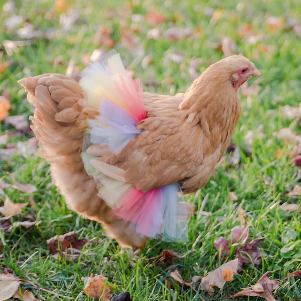 Pastel Rainbow Chicken Tutu - Chicken outfit - Crazy Chicken lady - Chicken lover gift - Pastel Rainbow Pet Tutu - chicken skirt