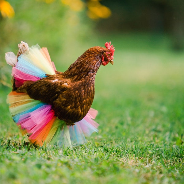 Neon Rainbow Chicken Tutu - Chicken outfit - Crazy Chicken lady - Chicken lover gift - Neon Rainbow Pet Tutu - chicken skirt