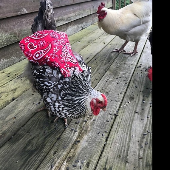 Bantam Feather Fixer Hen Protector Standard Chicken Saddle Chicken