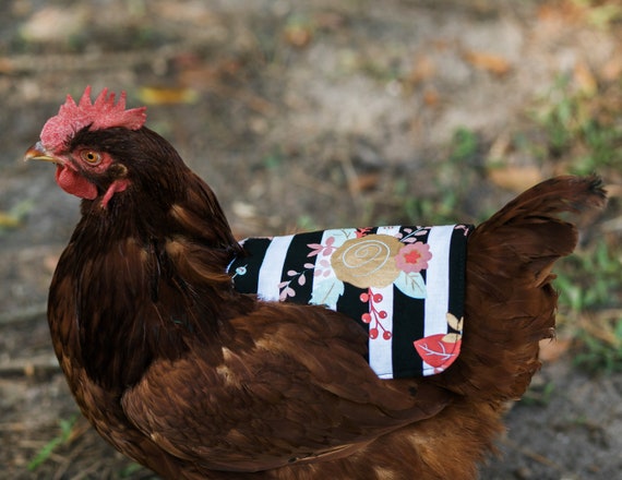 Selle de poulet Tablier de poule Selle de poule Tablier de poulet