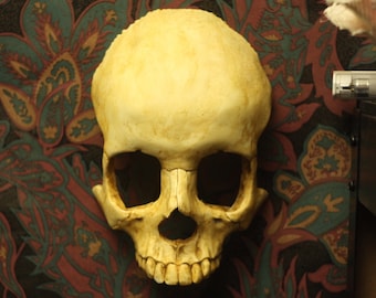 Könnte beinhalten: Ein weißer menschlicher Schädel mit detaillierter Knochenstruktur, an einer dunkel gemusterten Wand montiert. Der Schädel hat eine leicht vergilbte Farbe.