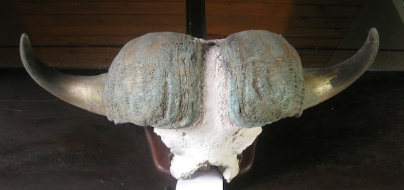 Original African Cape Buffalo Large Horns and Skull Trophy Mounted