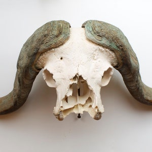 Original African Cape Buffalo Large Horns and Skull Trophy Mounted on Wood Plaque
