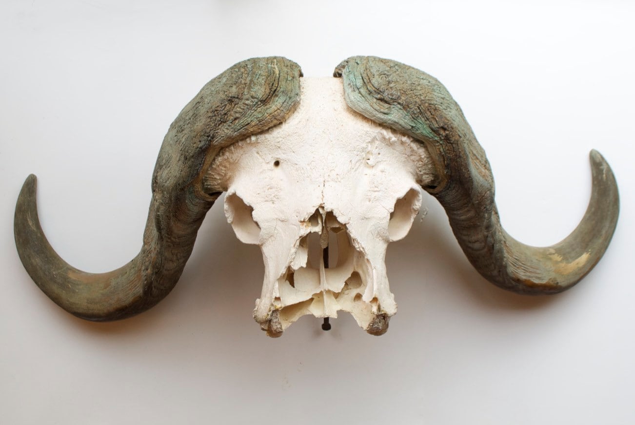 スカルトロフィー　バッファロー バッファロースカル【オフホワイト】 ハンティングトロフィー