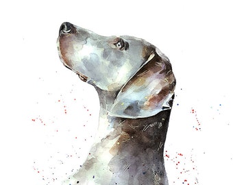 That Weimaraner Look" Print Watercolour.Weimaraner watercolor, Weimaraner Art, Weimaraner Wall hanging, Weimaraner Print, Dog art print