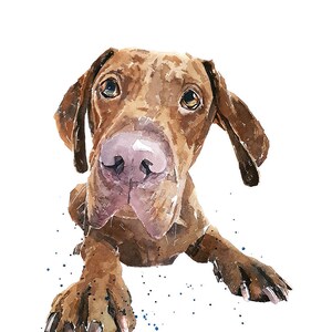 Adorable Vizsla" Print Watercolour.Vizsla art,Vizsla print,Vizsla Watercolour,Vizsla Wall Decor, Vizsla Wall Hanging, Vizsla watercolor