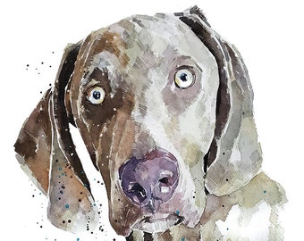 Weimaraner - What big eyes you have" Print Watercolour