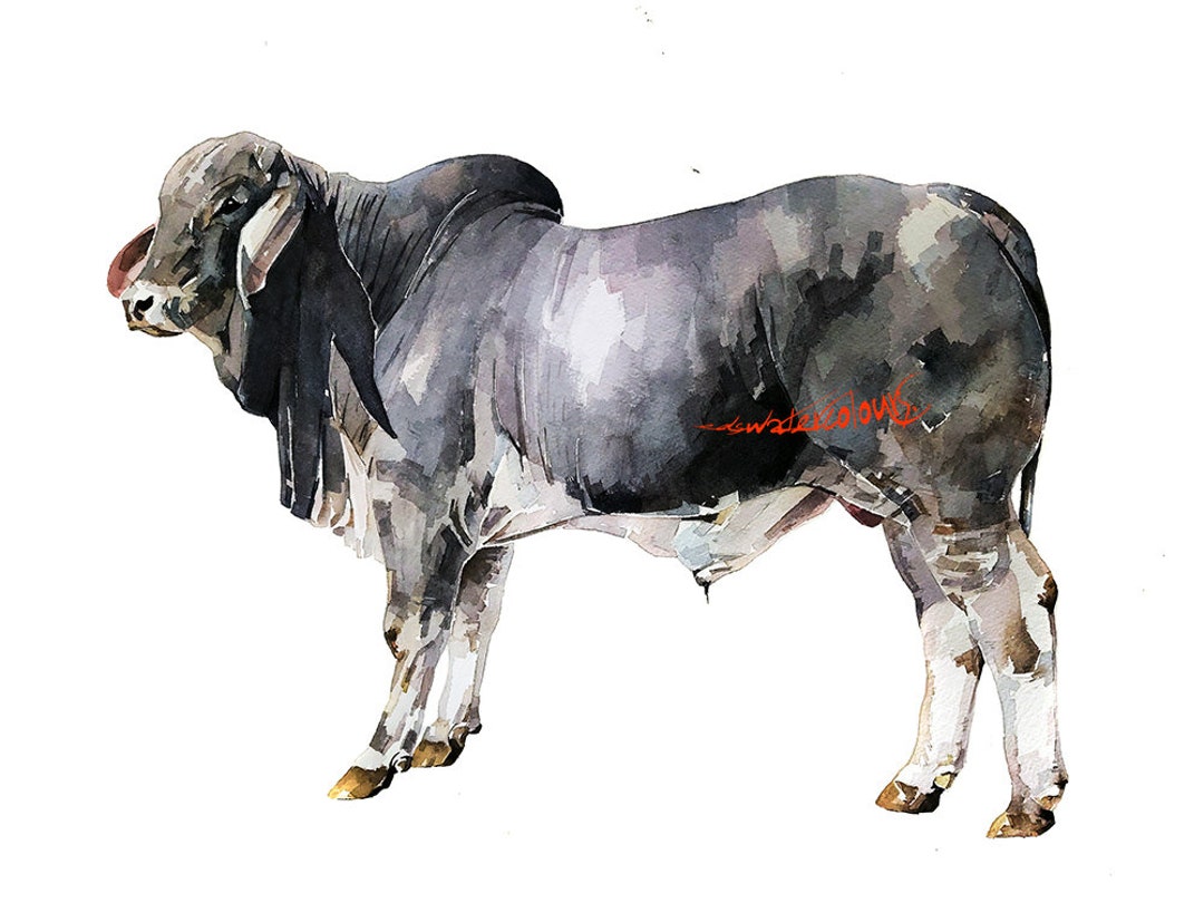 Grey Anatomy Brahman Bull . Print Watercolour.brahman Cow Art,brahman