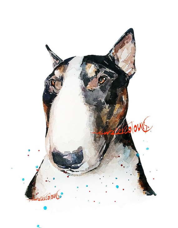 Tri english hotsell bull terrier
