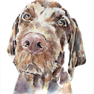 Wire Haired Vizsla" Print Watercolour