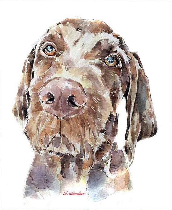 Wire Haired Vizsla Print Watercolour Etsy