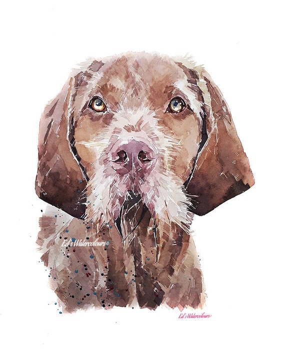 Wirehaired Vizsla Regal Print Watercolour.wirehaired Vizsla Art
