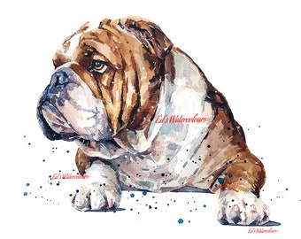 English Bulldog 2." Print Watercolour.English Bulldog art,English Bulldog print,English Bulldog watercolor,English Bulldog watercolour.