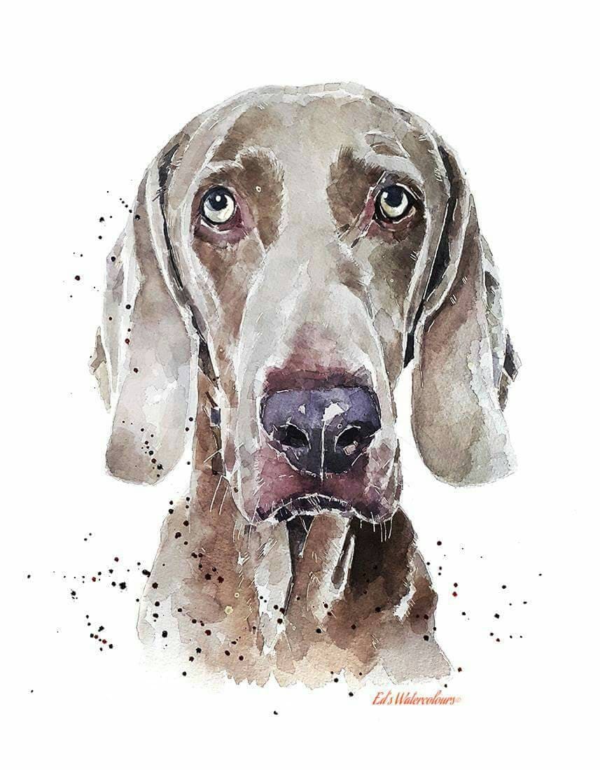 ワイマラナー I | 犬のアートプリント | Edswatercolours - Etsy 日本