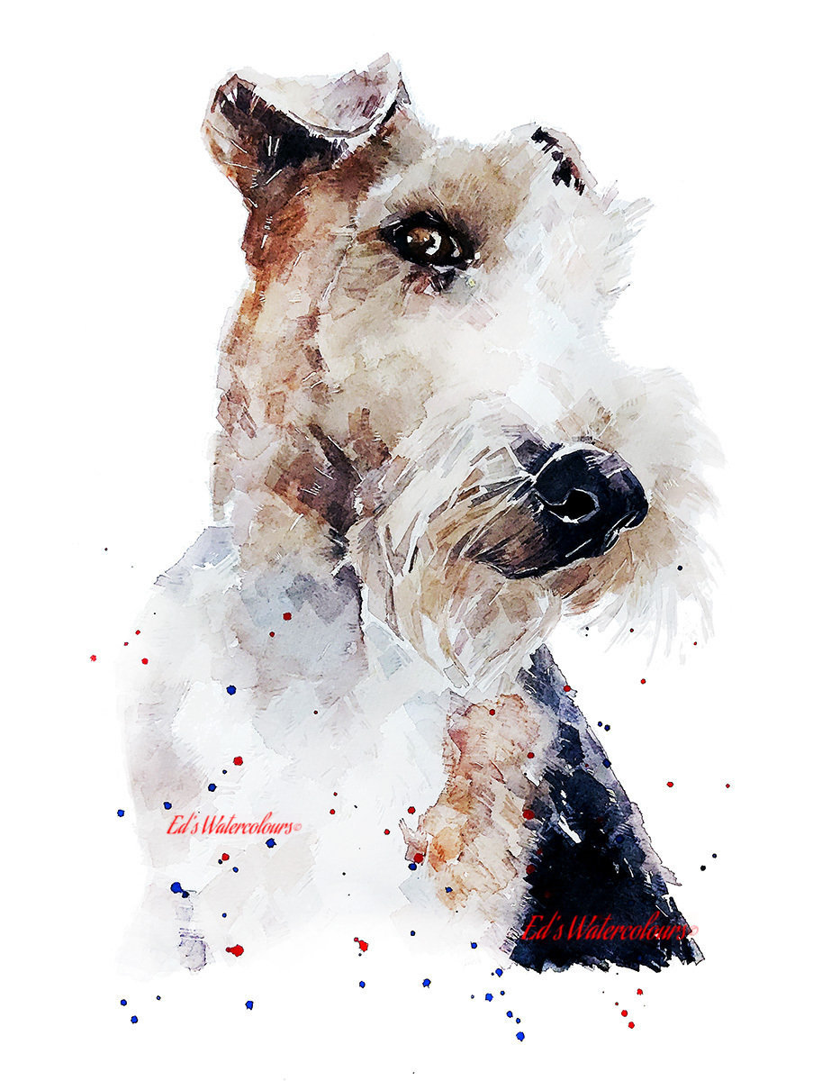 Wire hair Fox Terrier Print Watercolour. Wirehaired Fox | Etsy