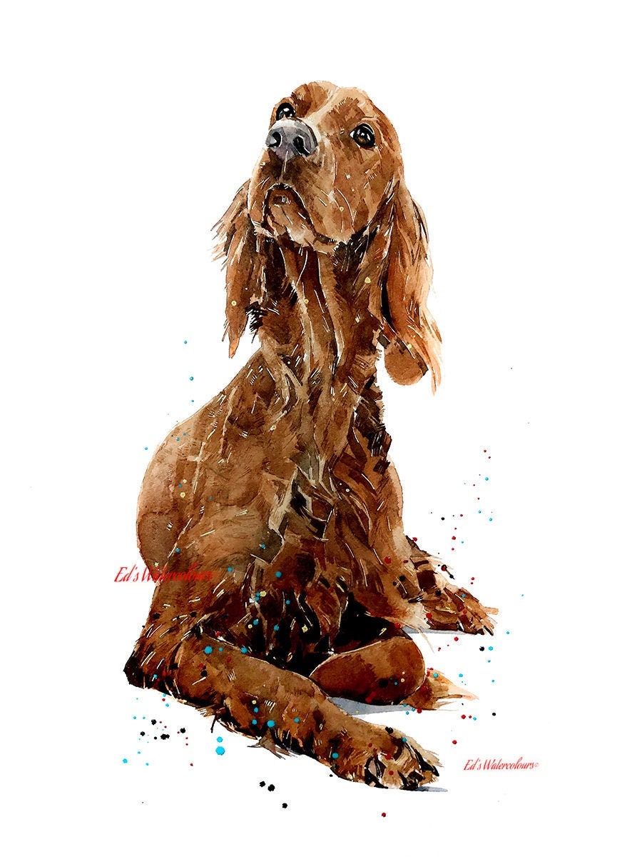Red Irish Setter Dog Field Point Foto de stock 1209521350 | Shutterstock, image size:900x1200