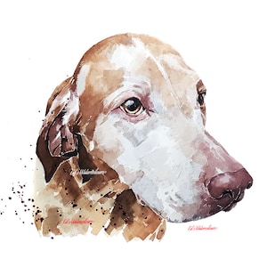 Sugar Vizsla" Print Watercolour.Vizsla art,Vizsla print,Vizsla Watercolour,Vizsla Wall Decor, Vizsla Wall Hanging,Dog Art Print.