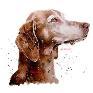 Vizsla - Sugar Face"  Print Watercolour. Vizsla art,Vizsla print,Vizsla Watercolour,Vizsla Wall Decor, Vizsla Wall Hanging.