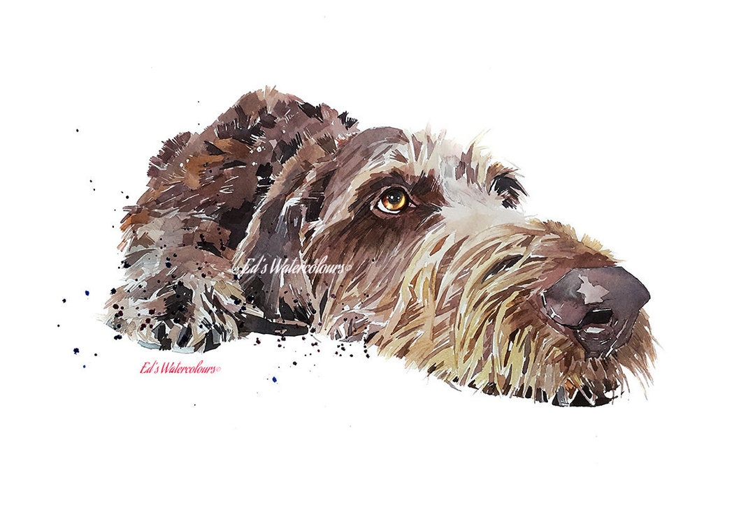 German Wirehaired Pointer Print Watercolour.german Wirehaired Pointer ...
