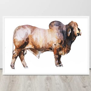 Brahman Bull ." Print Watercolour.brahman Cow Art,brahman Print ...